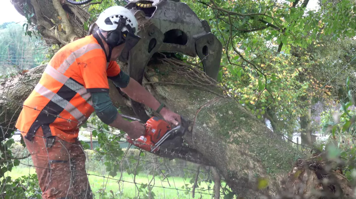 Branching Out… a New Fund to Grow Wales’s Forestry Workforce