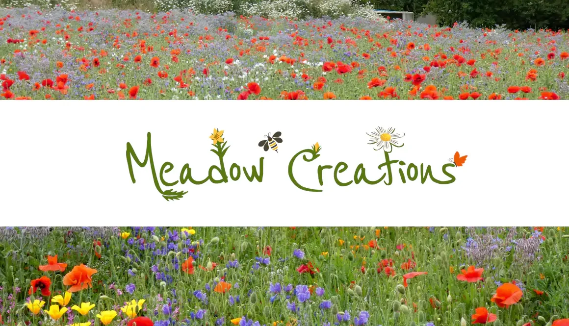 Creating Wildflower Spaces with Meadow Creations
