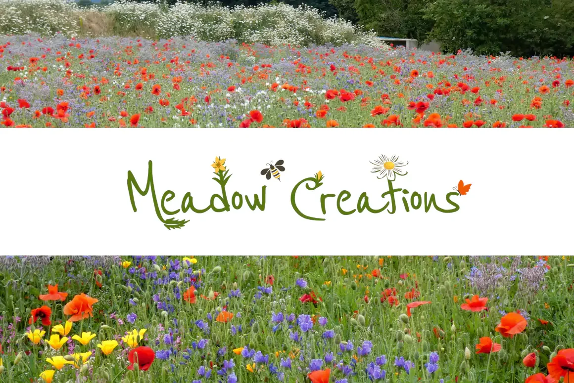Creating Wildflower Spaces with Meadow Creations