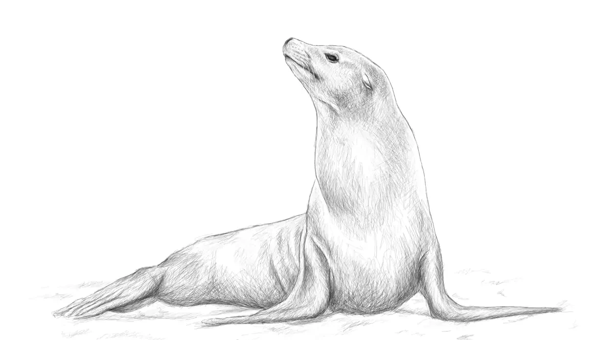 Coming of a Seal