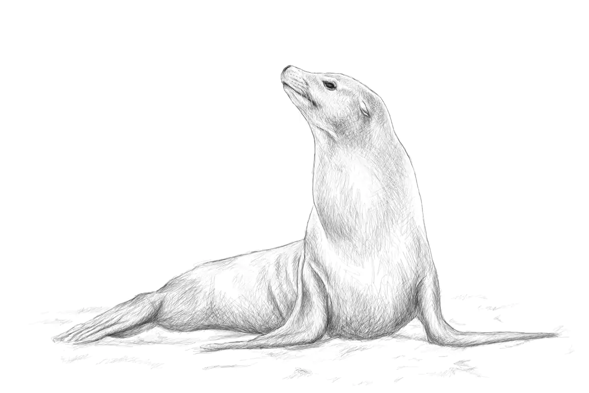 Coming of a Seal