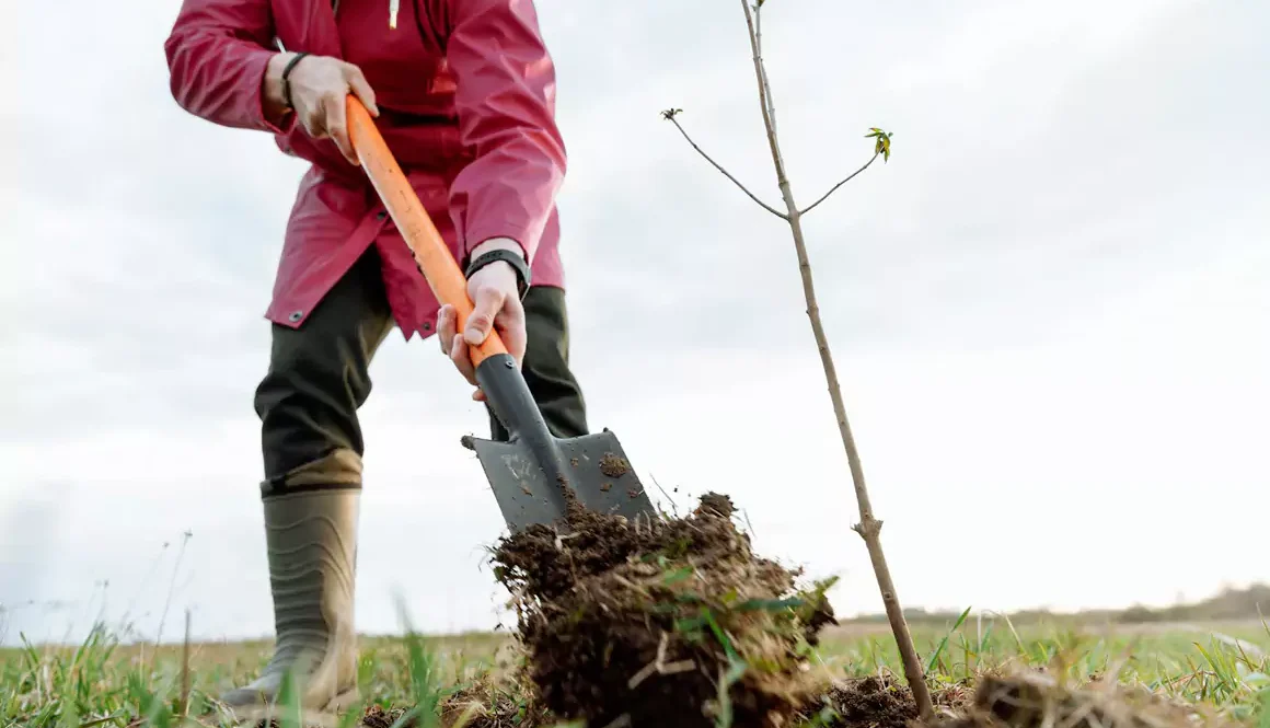 Come Lend a Hand and Help Plant Trees in Marchwiel!