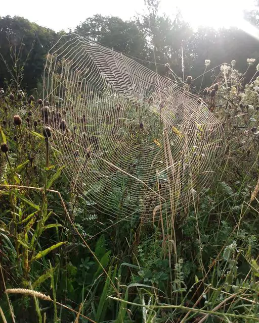 Creating Wildflower Spaces with Meadow Creations