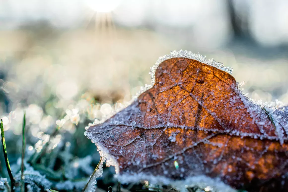 National Garden Scheme Powys, November News