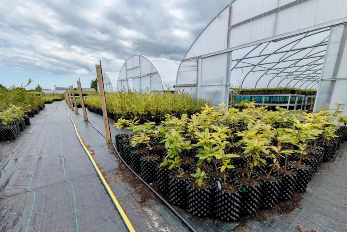 First Nursery Trees Ready to Head to New Home