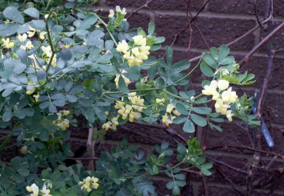 2025 The Winter Garden