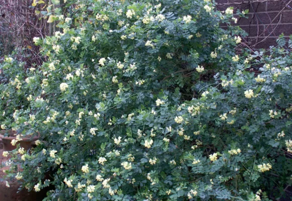 2025 The Winter Garden