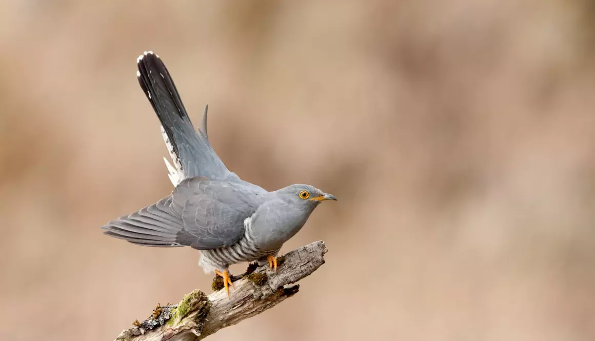 Cuckoo Class of ‘24 Makes it Safely Back to Africa (Mostly…)