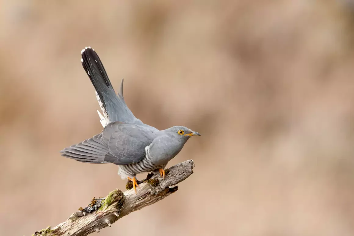 Cuckoo Class of ‘24 Makes it Safely Back to Africa (Mostly…)
