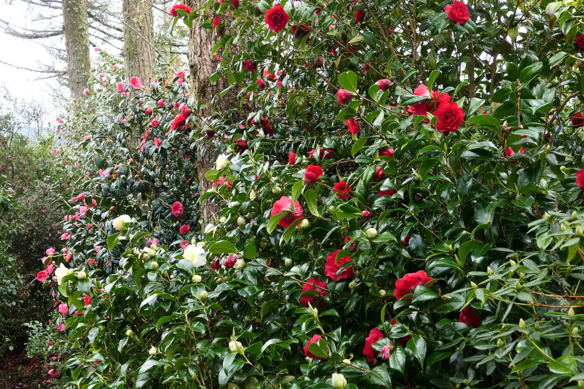 Gelli Uchaf - Camellias