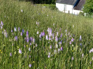 Hybrid Heath Spotted Orchids