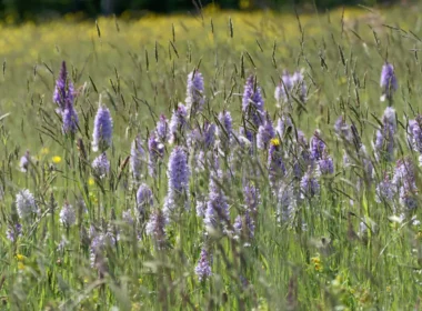 Hybrid Heath Spotted Orchids
