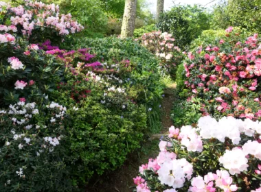 Rhododendrums