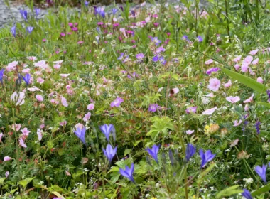 Geranium sanguineum var. striatum & Triteleia bulbs