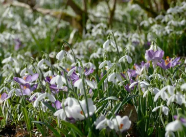 Snowdrops & Crocus