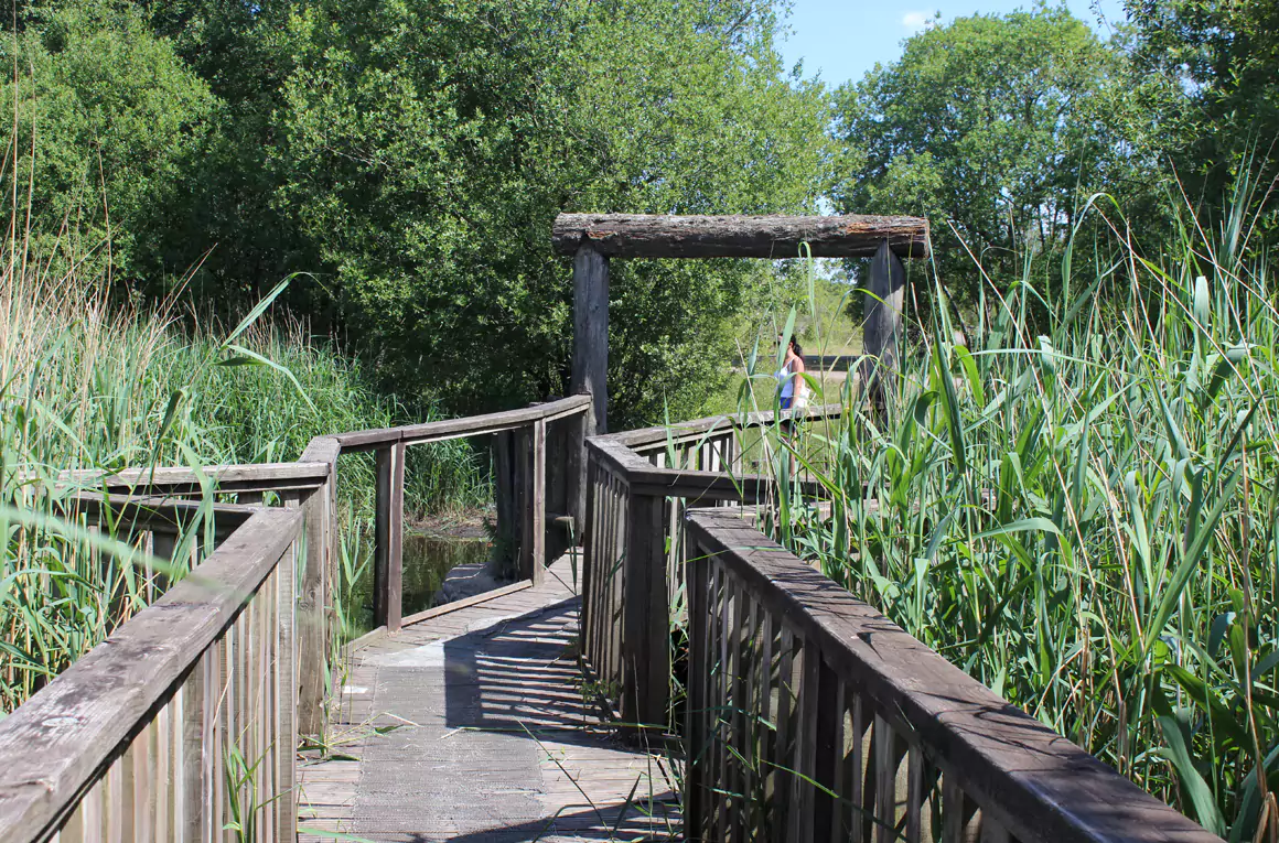 Boardwalk, Crannog Lake[© M J Roscoe - CC BY-SA 2.0]