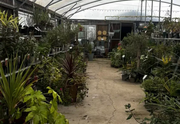 Cross Farm Nursery