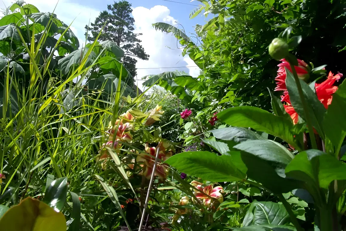 Powys National Garden Scheme News: Open Gardens Late July