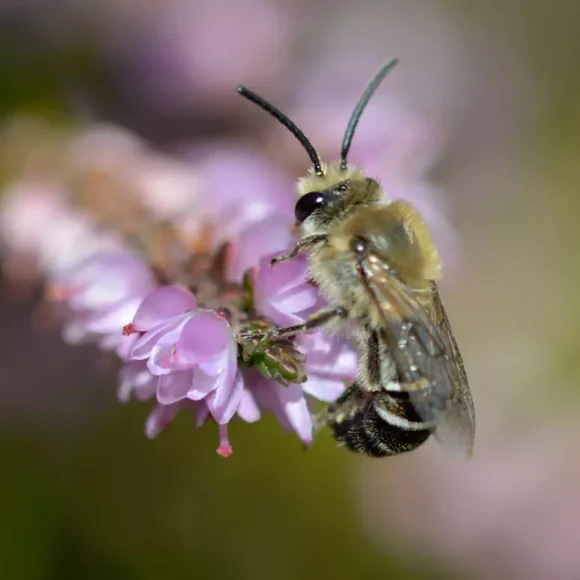 Colliery Spoil Tips: Biodiversity Hotspots