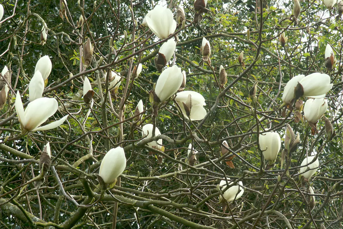 Magnolia Pegasus