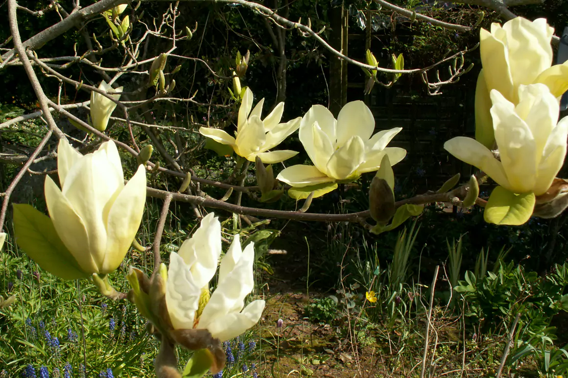 Magnolia denudata Yellow River (‘Fei Huang’)