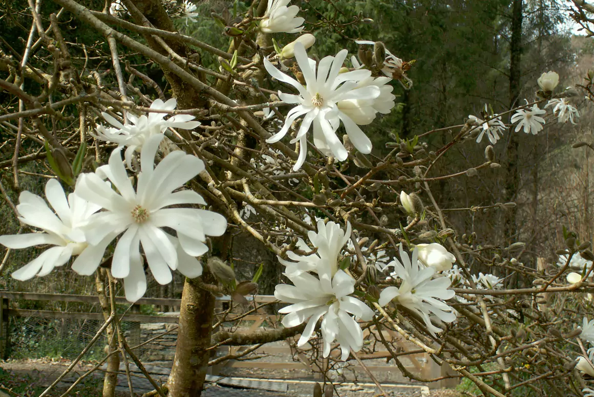 Magnolia stellata 'Water Lily'