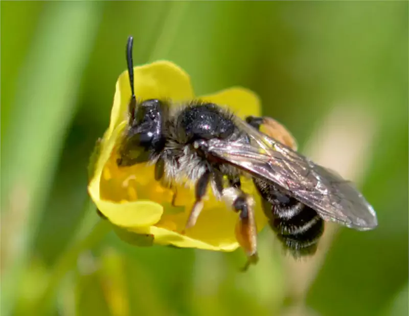 Colliery Spoil Biodiversity Colliery Spoil Biodiversity