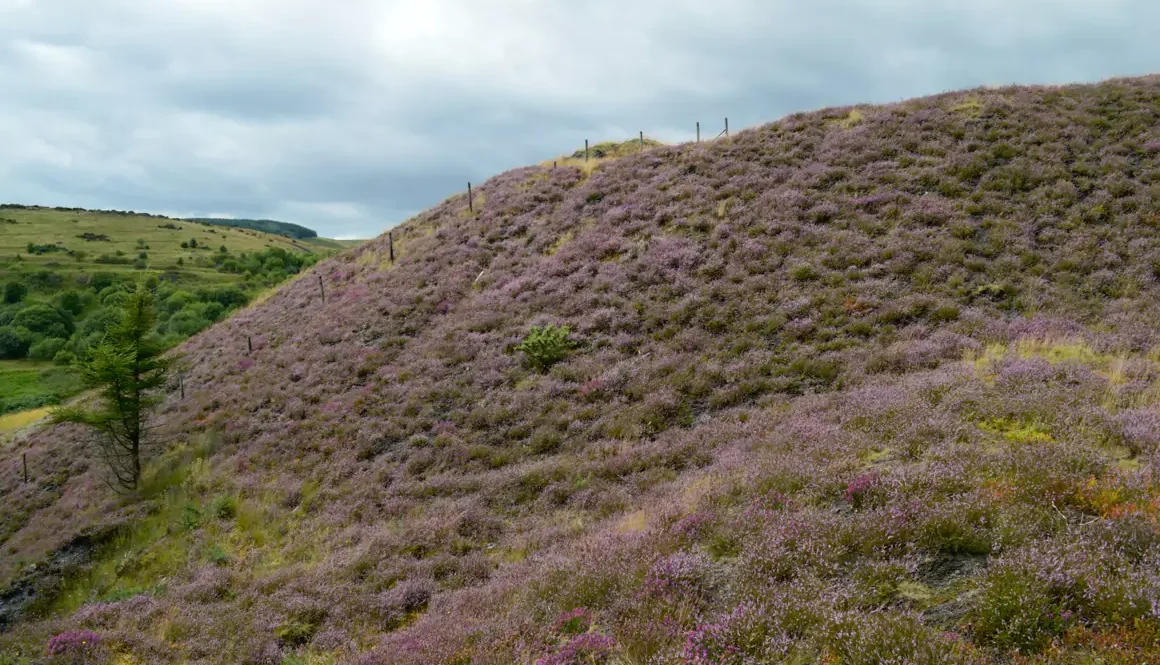 Colliery Spoil Tips: Biodiversity Hotspots