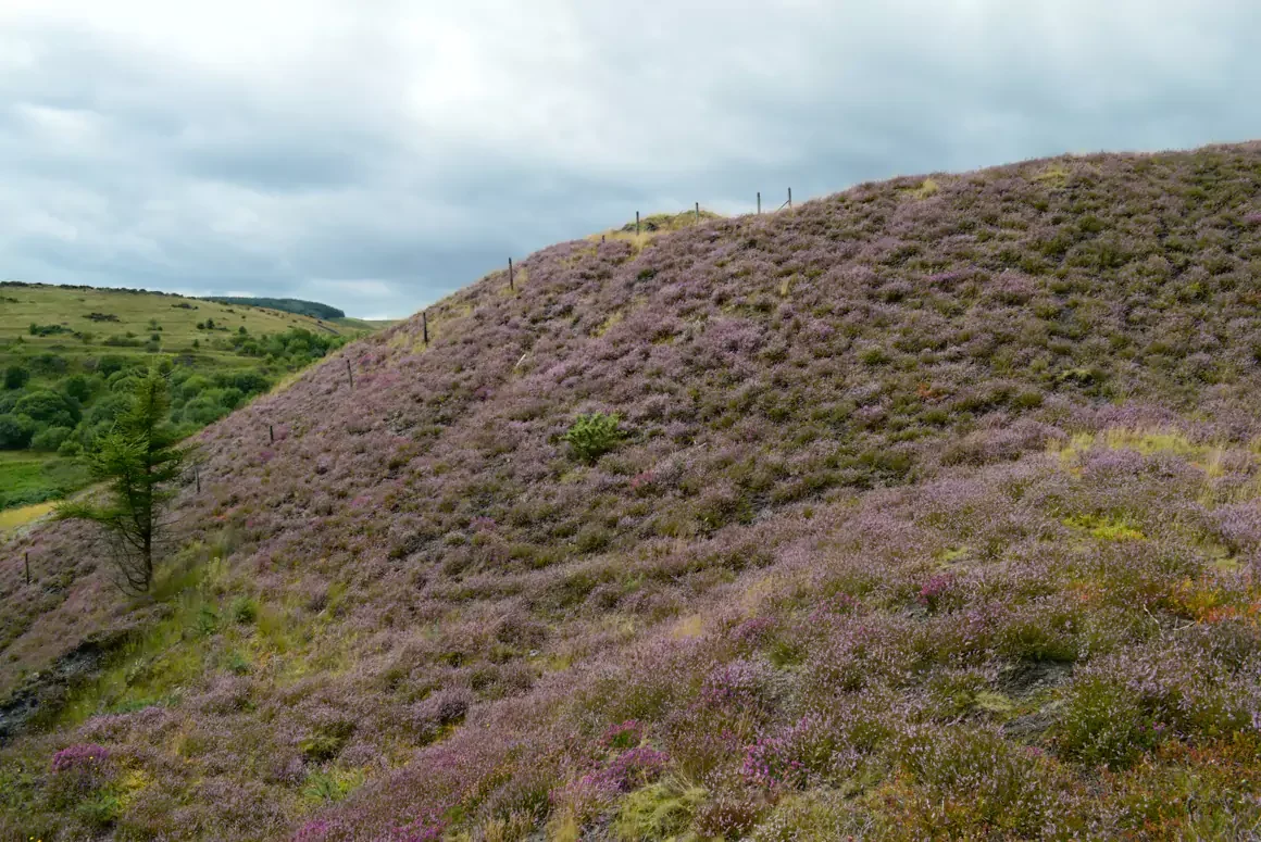 Colliery Spoil Tips: Biodiversity Hotspots