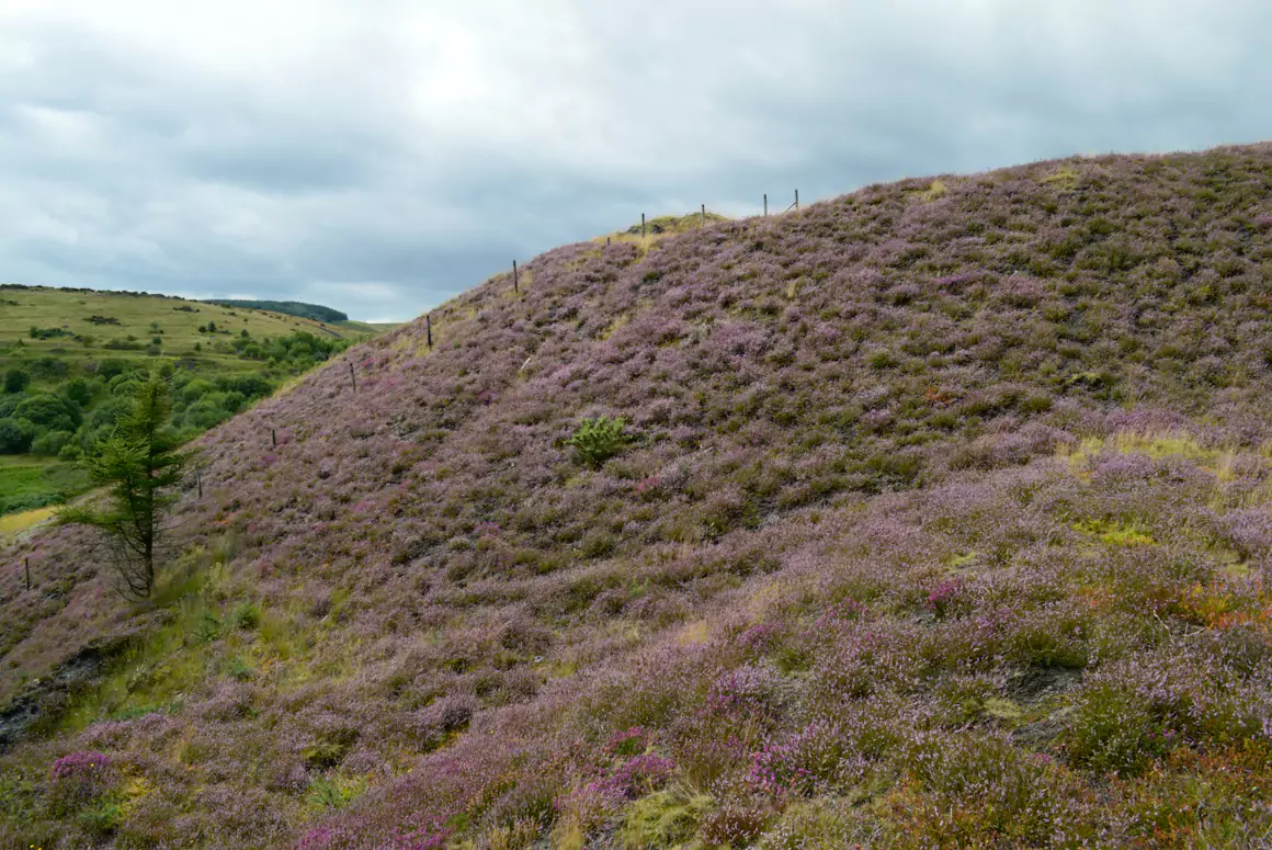 Colliery Spoil Tips: Biodiversity Hotspots