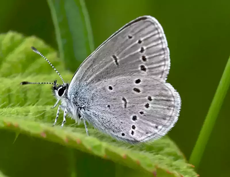 Colliery Spoil Biodiversity Colliery Spoil Biodiversity