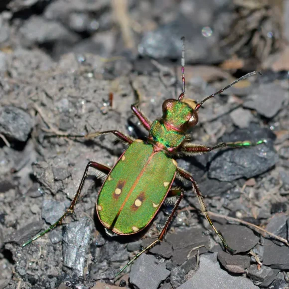 Colliery Spoil Tips: Biodiversity Hotspots