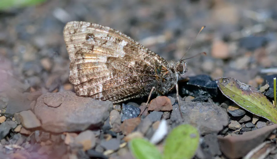 Colliery Spoil Tips: Biodiversity Hotspots