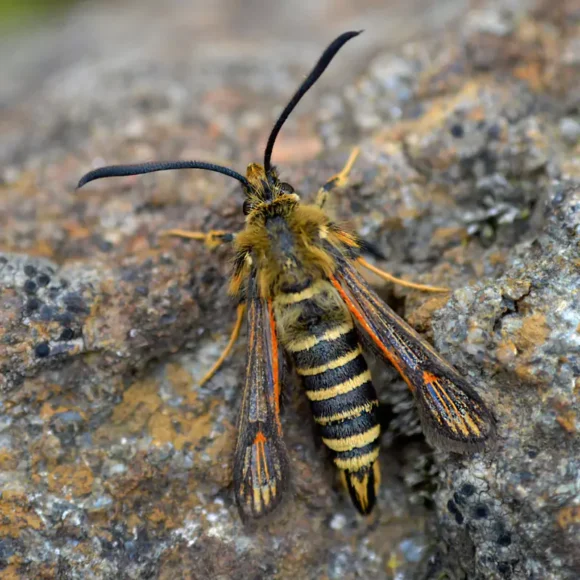 Colliery Spoil Tips: Biodiversity Hotspots