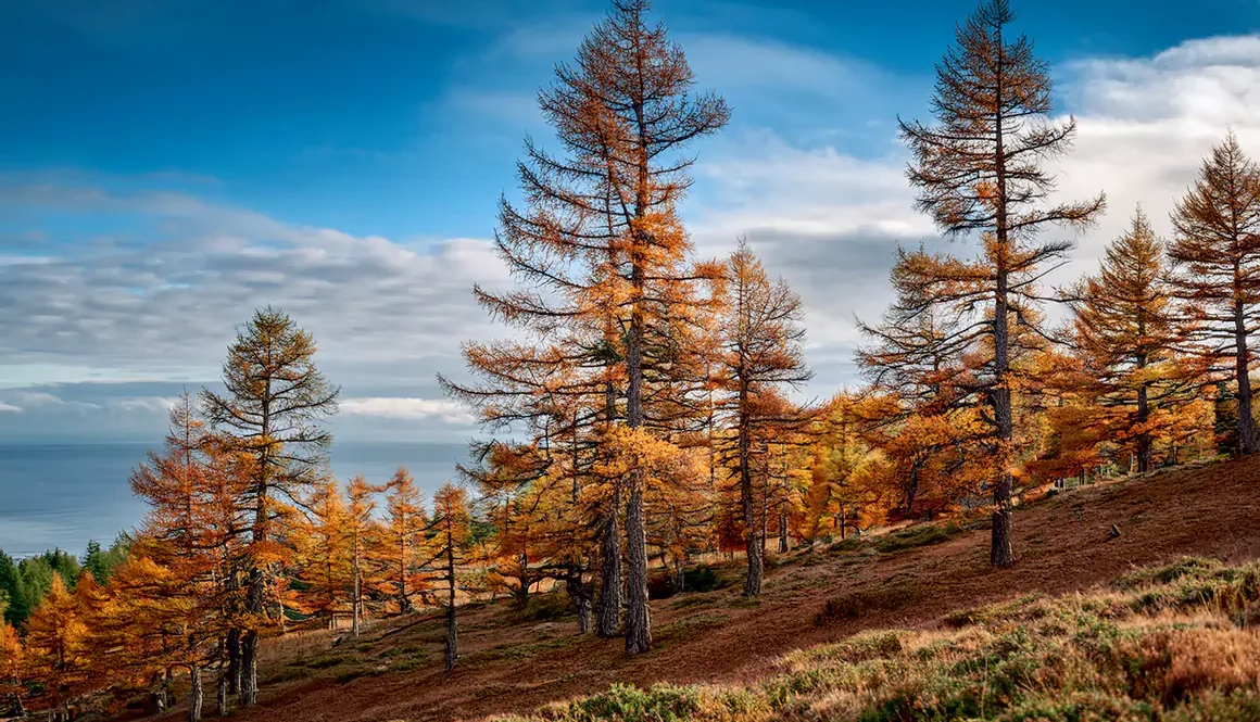 To the Trees