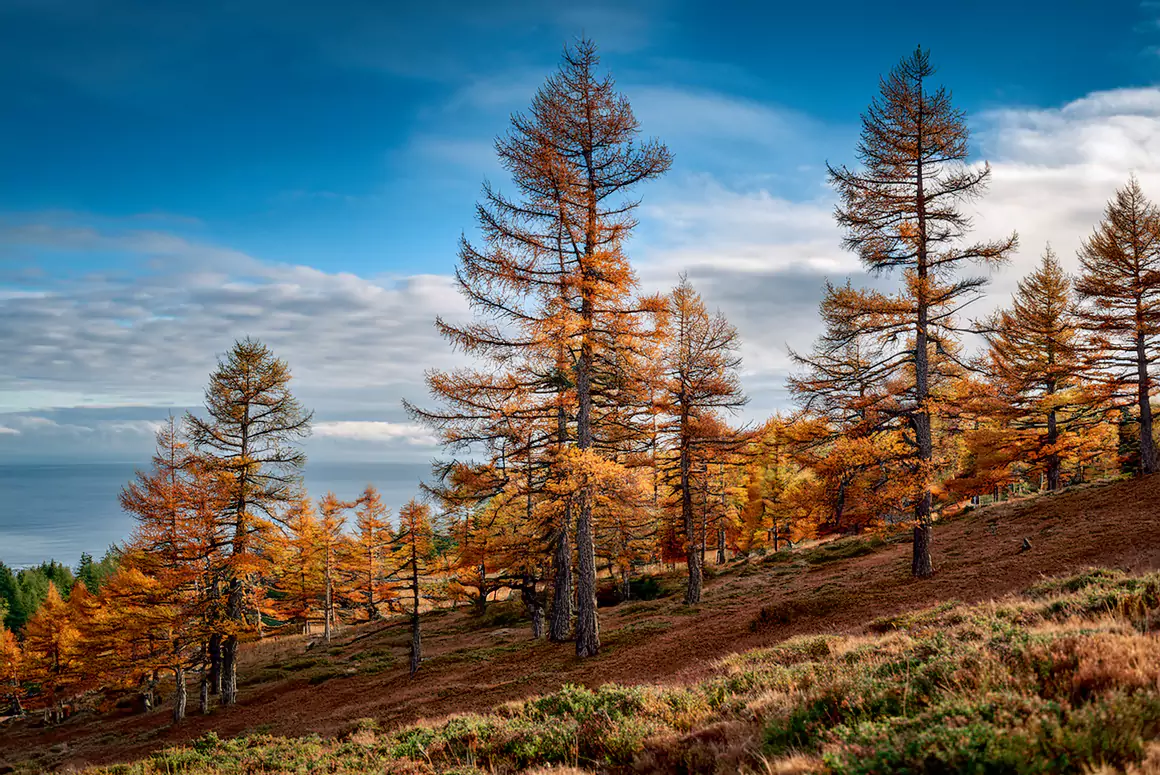 To the Trees