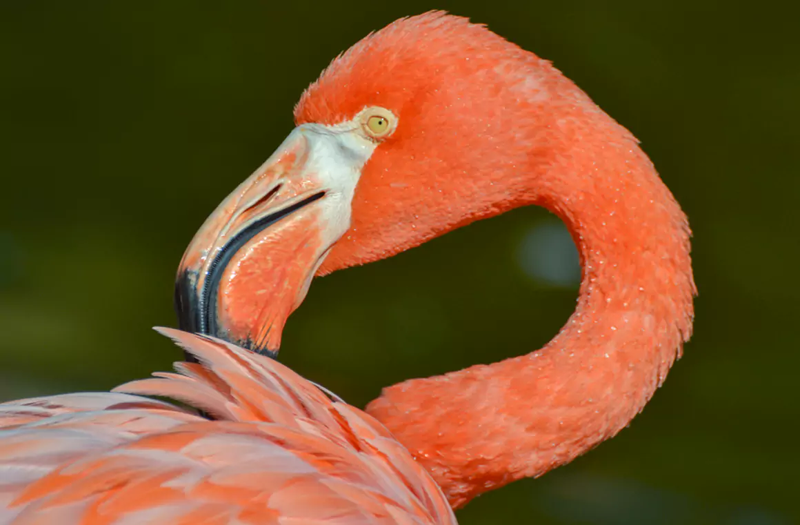 WWT Llanelli Wetland Centre