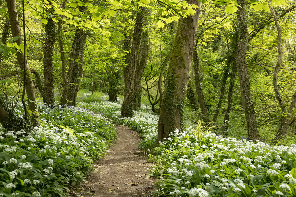Janet Baxter’s Spring Wales Janet Baxter’s Spring Wales
