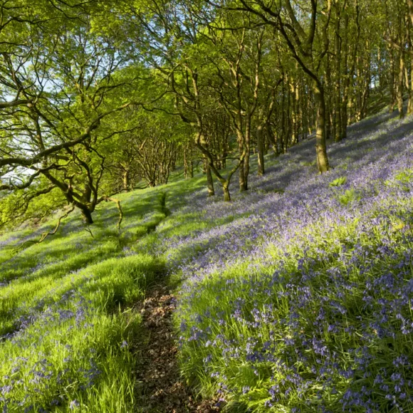 Jane Baxter's Spring Wales