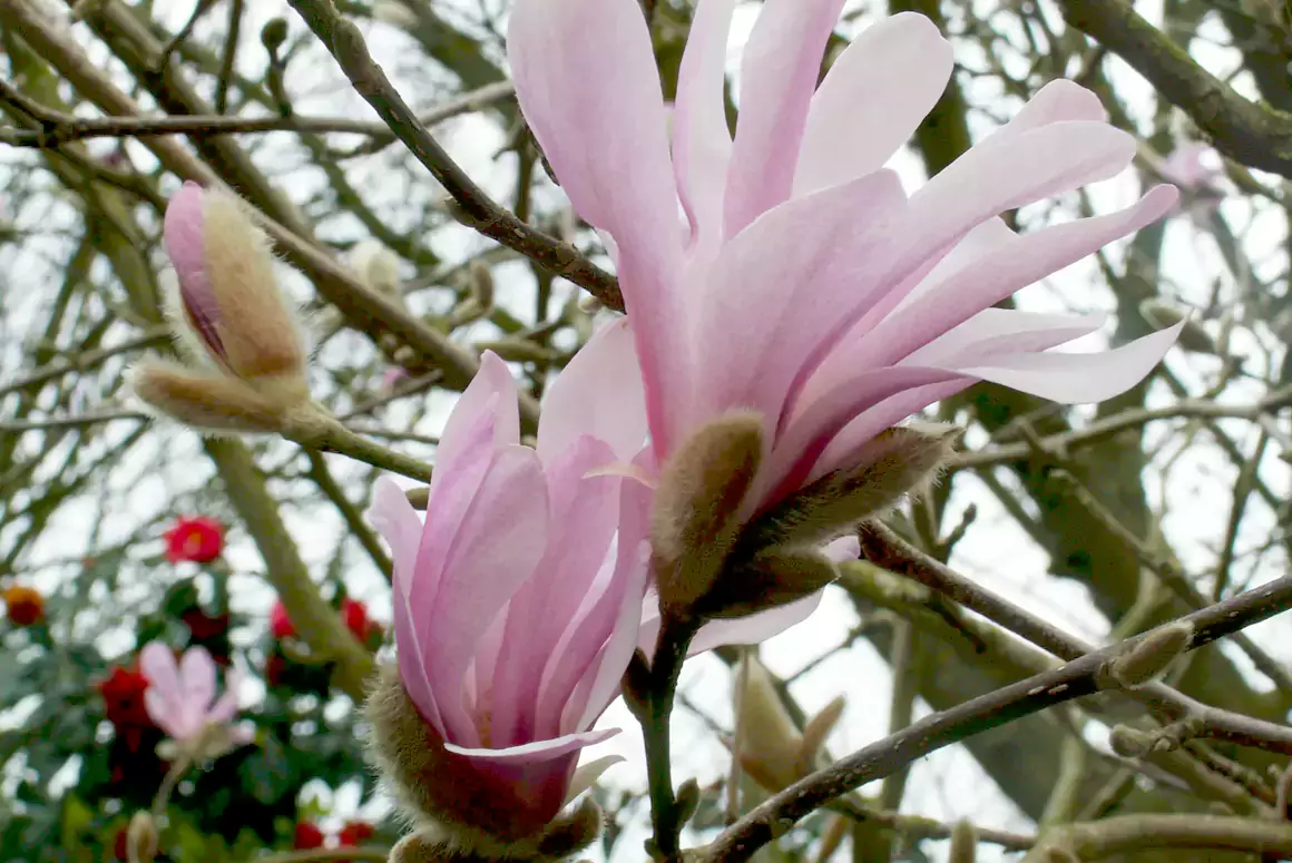 Magnolia stellata 'Jane Platt'