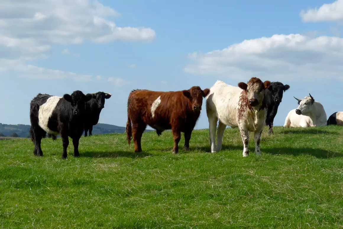 Ancient Cattle of Wales Recognised as Priority Rare Breed
