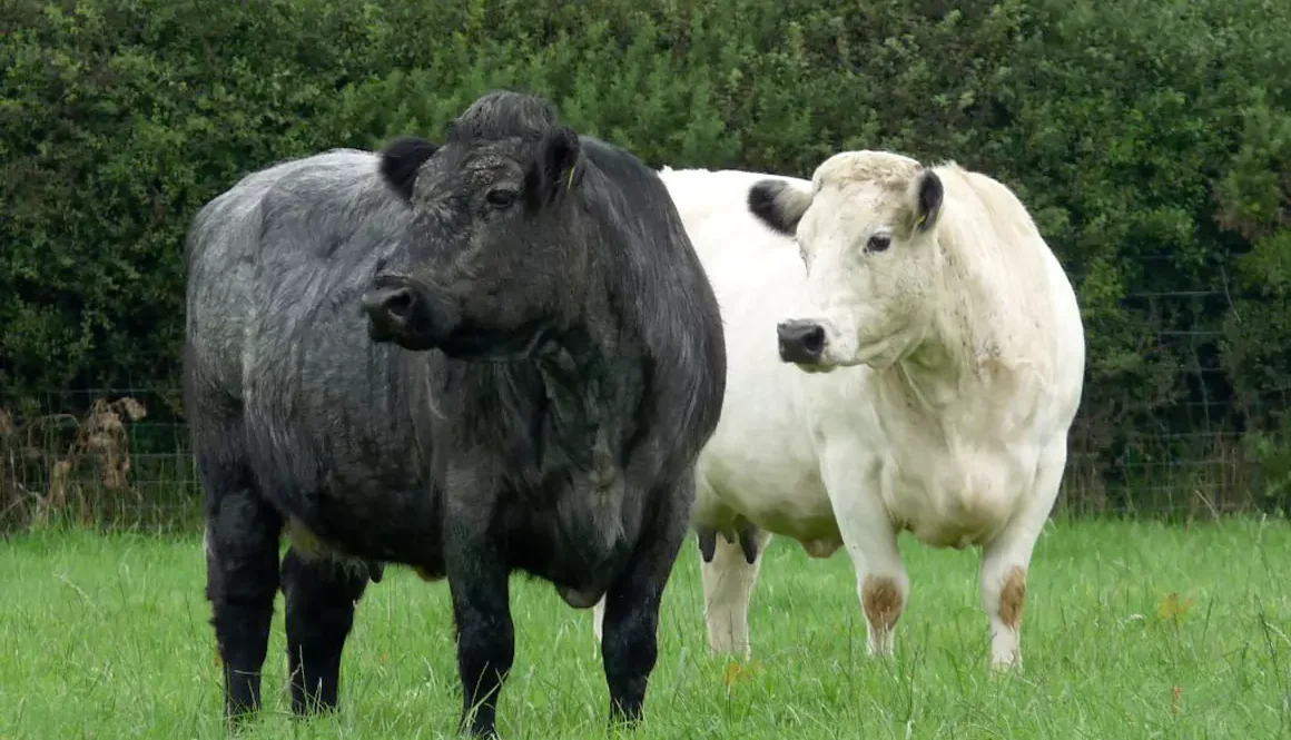 Ancient Cattle of Wales Recognised as Priority Rare Breed