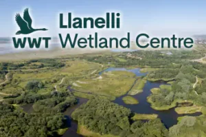 WWT Llanelli Wetland Centre