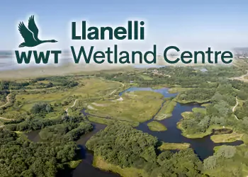 WWT Llanelli Wetland Centre