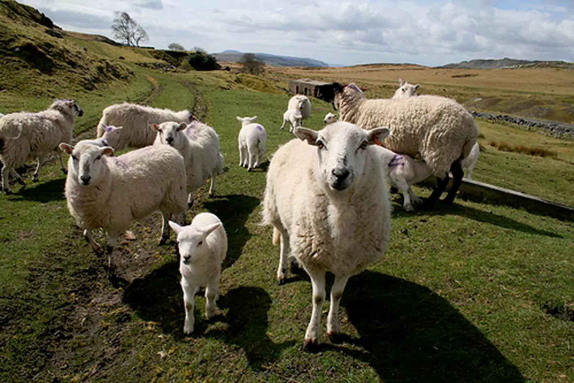 FUW Concern as UK Sheep Meat Imports Surge