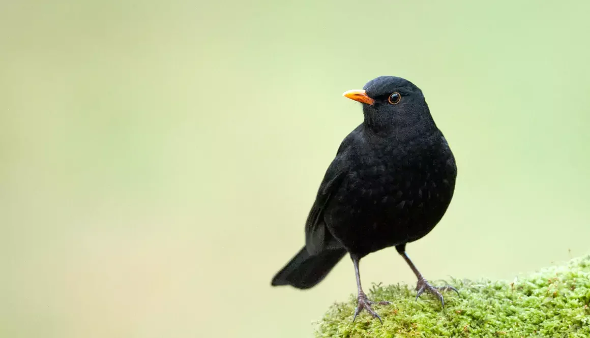 Virus Cntinues to Threaten Favourite UK Garden Bird