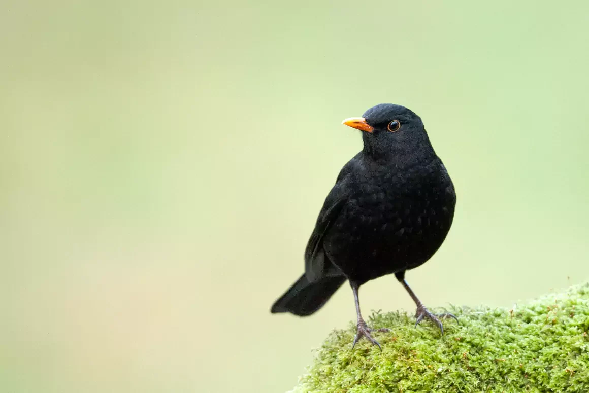 Virus Continues to Threaten Favourite UK Garden Bird