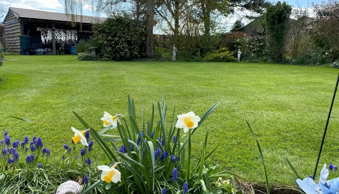 Spring Lawn Care Tips from GreenThumb