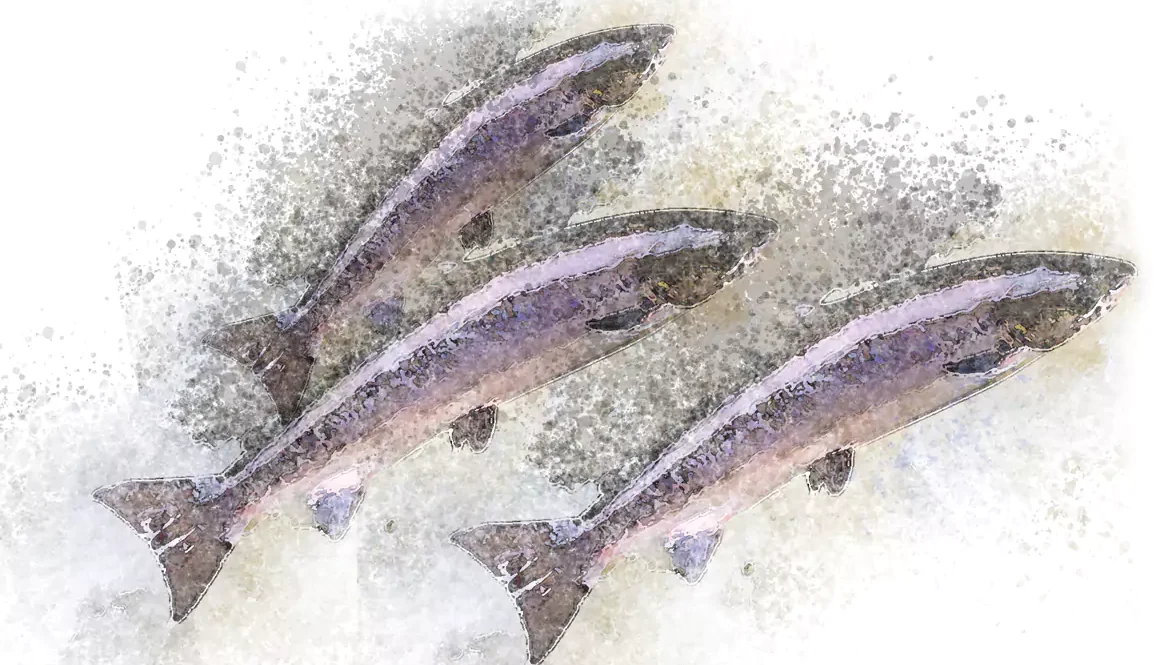 Re-wilding the River Taff