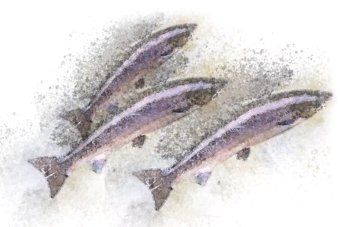 Re-wilding the River Taff